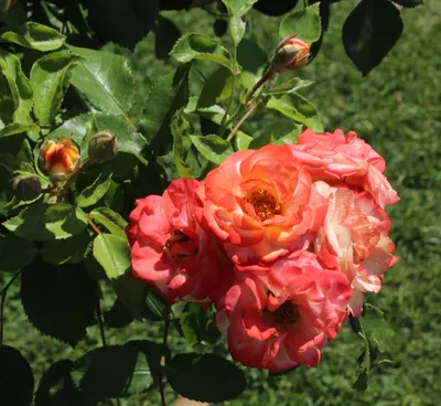 Фото полиантовой розы де капо с возможностью выбора размера