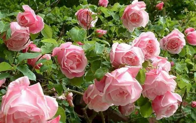 Полиантовая роза де капо - изображение для скачивания в png