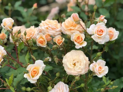 Прекрасная полиантовая роза де капо на фото