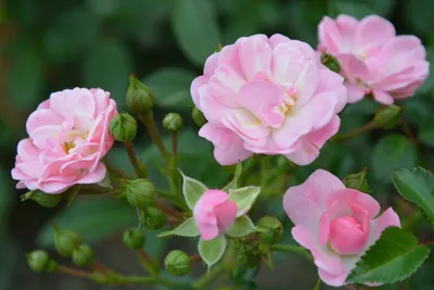 Фотография великолепной полиантовой розы де капо