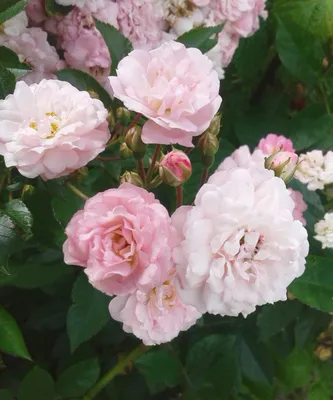 Искусно снятое фото полиантовой розы де капо