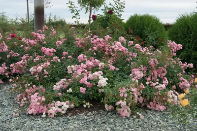 Изящные полиантовые розы: фото для скачивания в png