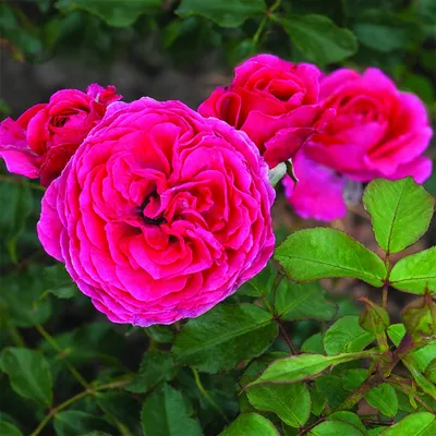 Фотка полиантовой розы: различные форматы для скачивания