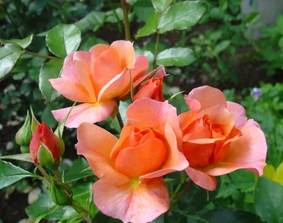 Полиантовая роза: прекрасное изображение в jpg