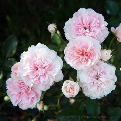 Фото полиантовой розы в формате jpg: выбор размера
