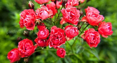 Шикарная полиантовая роза: изображение для скачивания в формате webp