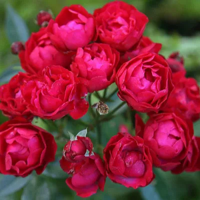 Фотография полиантовой розы: доступные форматы и размеры