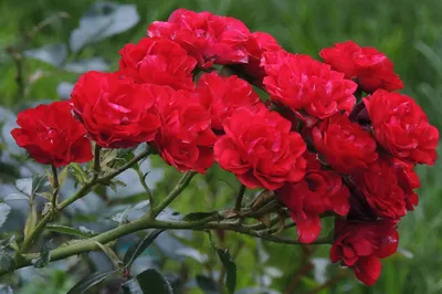 Великолепная полиантовая роза: красивое изображение в формате webp