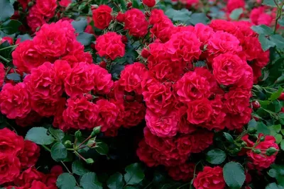 Полиантовая роза: красивая картинка в формате png