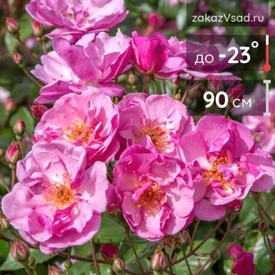 Изящная полиантовая роза: высокое разрешение фотографии