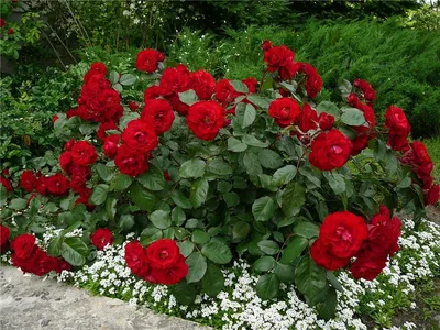 Фотка полиантовой розы: качественное изображение для скачивания