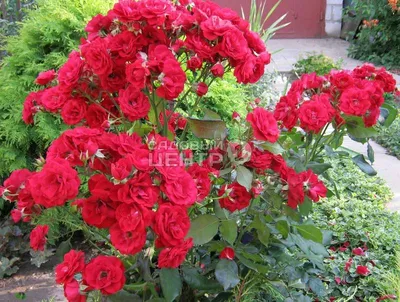 Впечатляющая полиантовая роза: фото в форматах jpg, png, webp