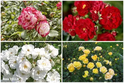 Фото полиантовой розы: выберите размер и формат картинки