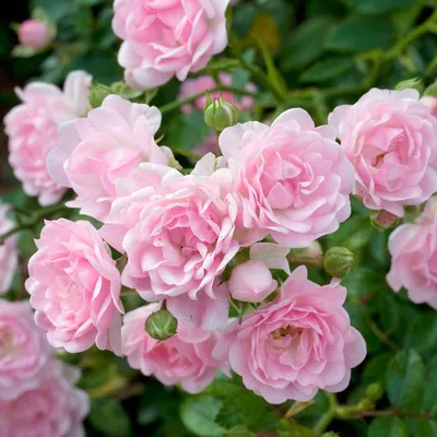 Захватывающая полиантовая роза: изображение для скачивания в png