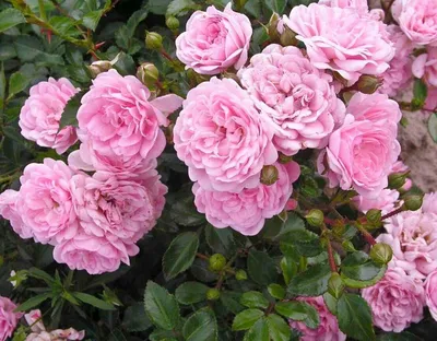 Фото полиантовой розы с выбором размера и формата