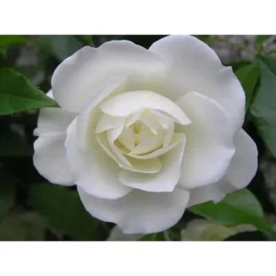 Полиантовая роза: красивая фотография с выбором размера