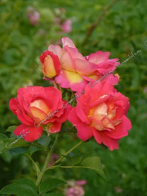 Фото полиантовой розы в формате jpg: различные варианты