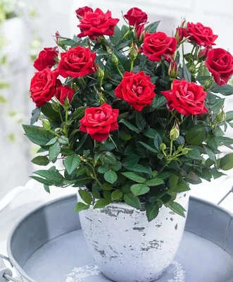 Интересная полиантовая роза: изображение в формате webp для скачивания