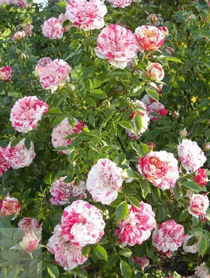 Качественное изображение полиантовой розы: высокое разрешение