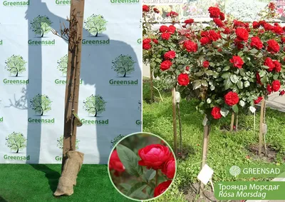 Удивительная полиантовая роза: изображение в высоком разрешении