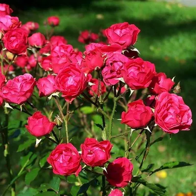 Фотография полиантовой розы в формате jpg: доступна для скачивания