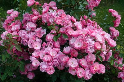 Удивительная полиантовая роза: изображение с возможностью выбора формата
