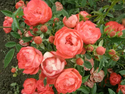 Красивая роза - полиантовая: фото в формате png