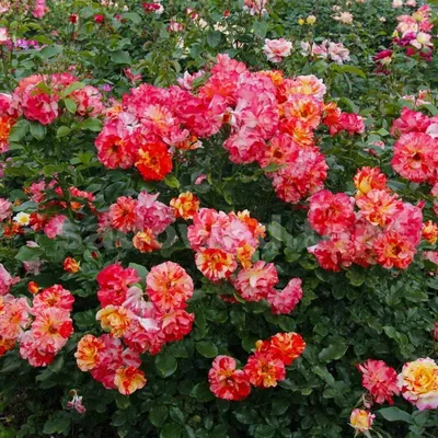 Фото полиантовой розы: доступные форматы для скачивания (jpg, png, webp)