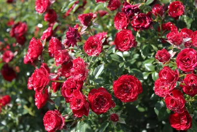 Красивые полиантовые розы сорта Аврора