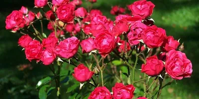 Фото полиантовых роз сорта Олимпиада