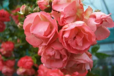 Фотка полиантовых роз с эффектом сепии