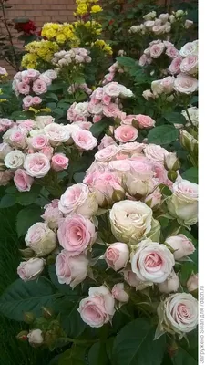 Картинка полиантовых роз сорта Голден Гейт