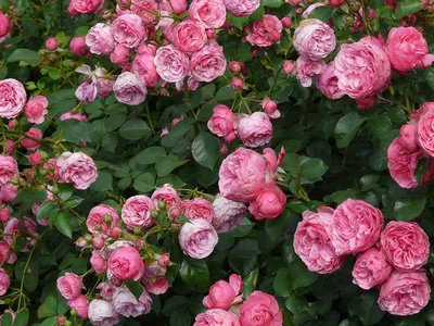 Фото полиантовых роз в формате jpg для печати