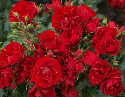 Фотография полиантовых роз сорта Шарм