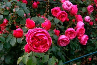 Фотография полиантовых роз в чёрно-белом стиле