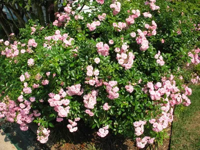 Изображение полиантовых роз сорта Полосатая шапка