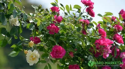 Фотография полиантовых роз с эффектом винтажа