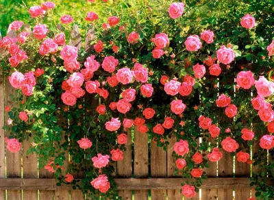 Фотка полиантовых роз сорта Полосатая радость