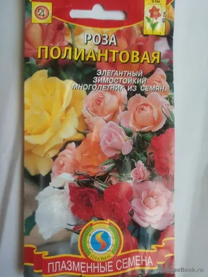 Фото полиантовых роз в ярких цветах