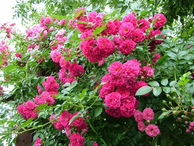 Фото полиантовых роз в формате webp для мобильных устройств