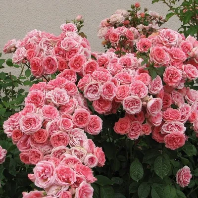 Фотография полиантовых роз с эффектом зеркальной симметрии