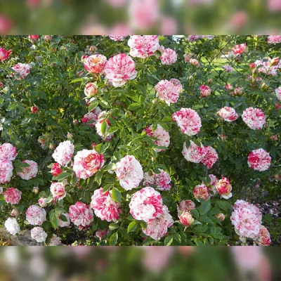 Изображение полиантовых роз сорта Снегурочка