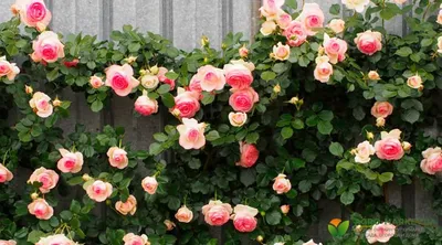 Фото полиантовых роз на фоне пейзажа