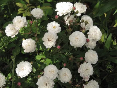 Фотография полиантовых роз с эффектом цветовой коррекции