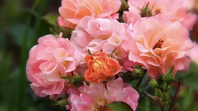 Фотка полиантовых роз сорта Золотая нить