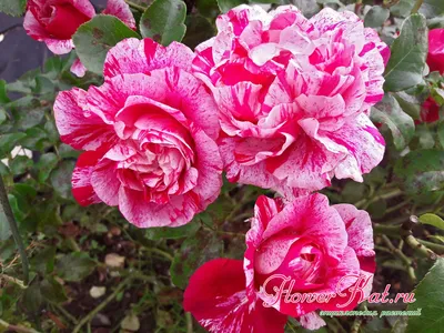 Фотография полиантовых роз с эффектом повышенной контрастности