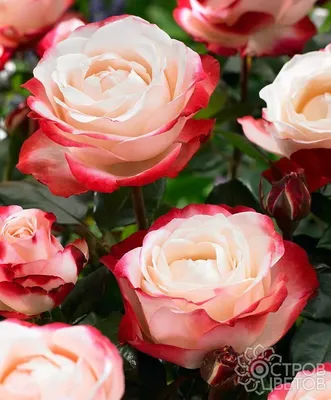 Фотография полиантовых роз с эффектом макро