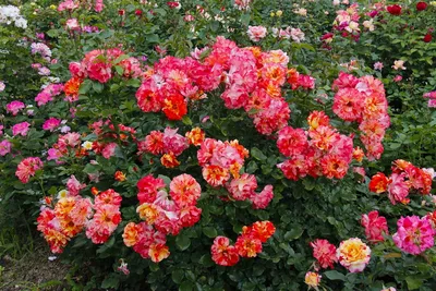 Фото полиантовых роз на белом фоне