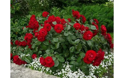 Фото полиантовых роз в формате png