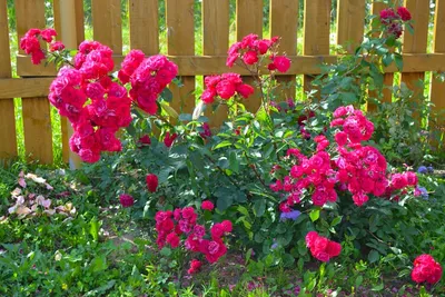 Изображение полиантовых роз на фоне сада